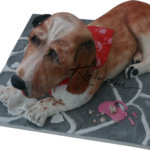 Springbatt dog cake